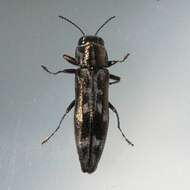 Image of Hackberry Agrilus