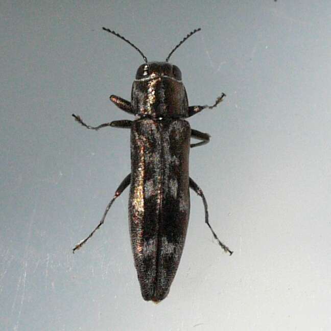 Image of Hackberry Agrilus