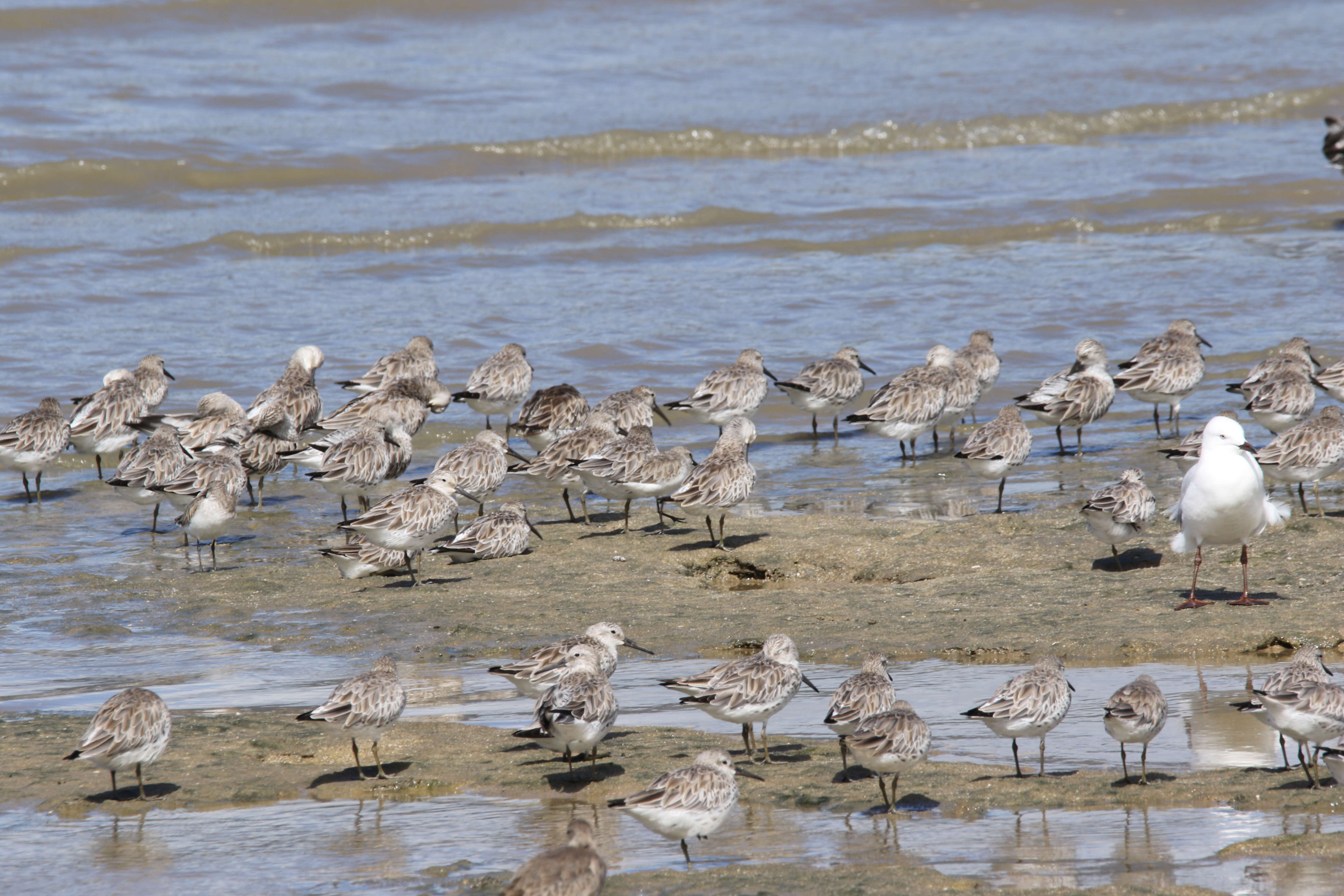 Image of Great Knot