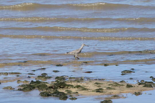 Image of Gray-tailed Tattler