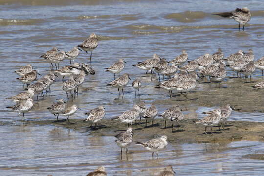 Image of Great Knot