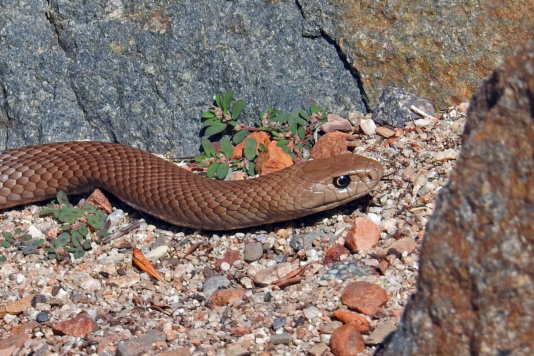 Image of Eastern brown snake