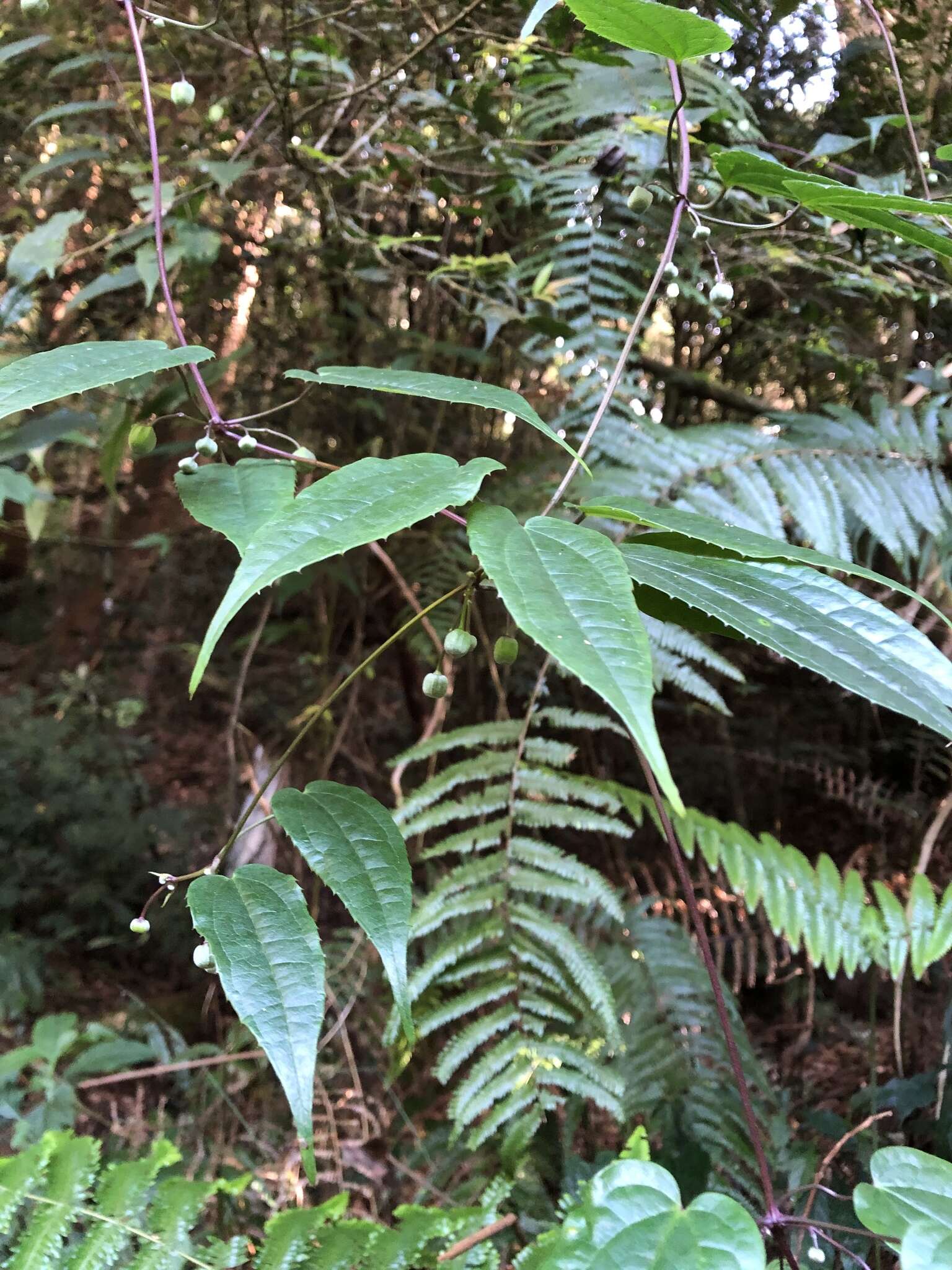 Image of Clematis henryi Oliv.