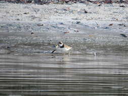 Image of Semipalmated Plover