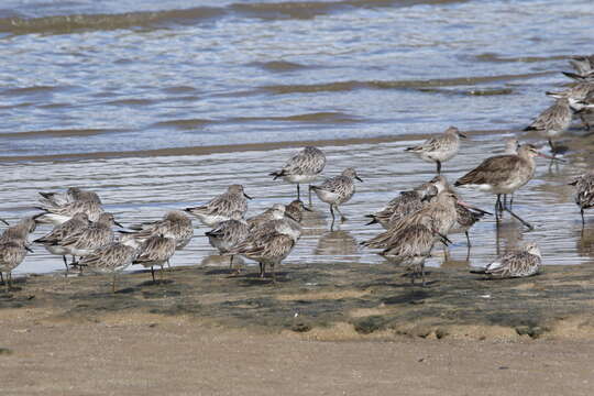 Image of Great Knot