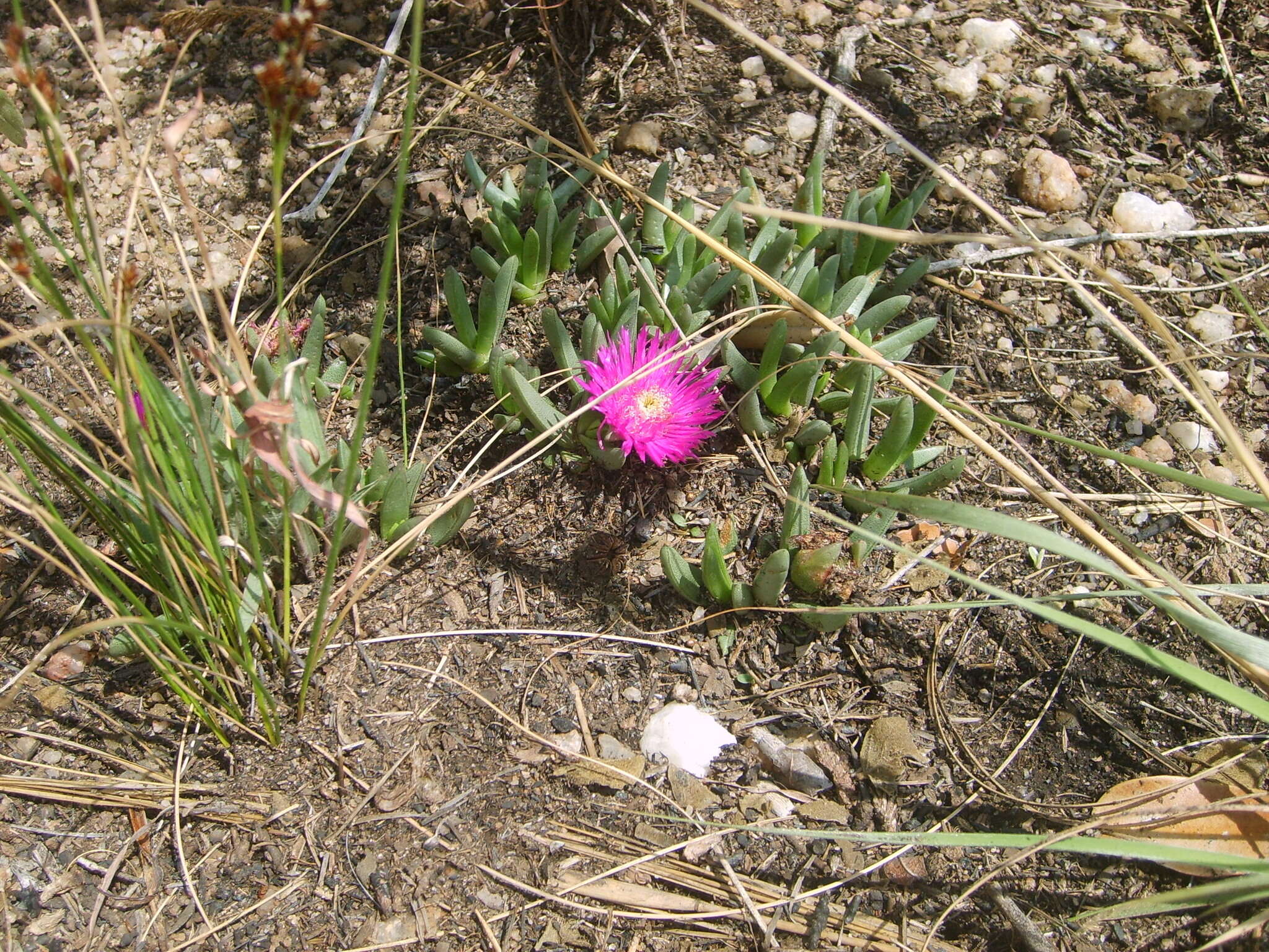 Image of Khadia acutipetala (N. E. Br.) N. E. Br.