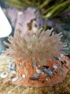 Image of Christmas anemone