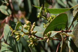 Слика од Eucalyptus albopurpurea (Boomsma) D. Nicolle