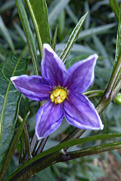 Image of Solanum subgen. Archaesolanum