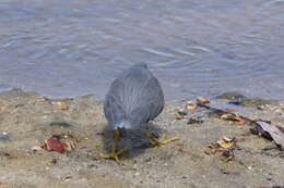 Image de Aigrette sacrée