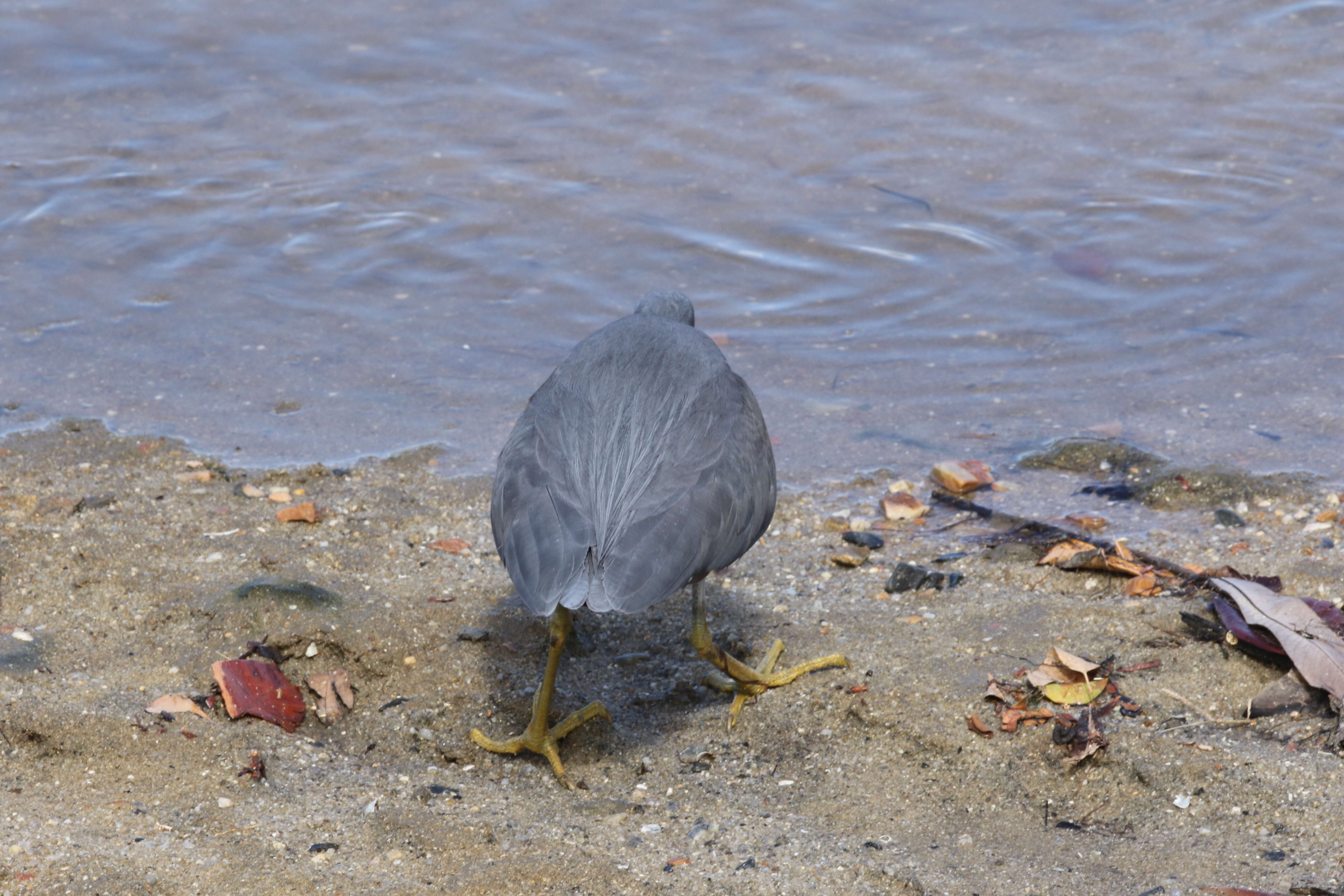 Image de Aigrette sacrée