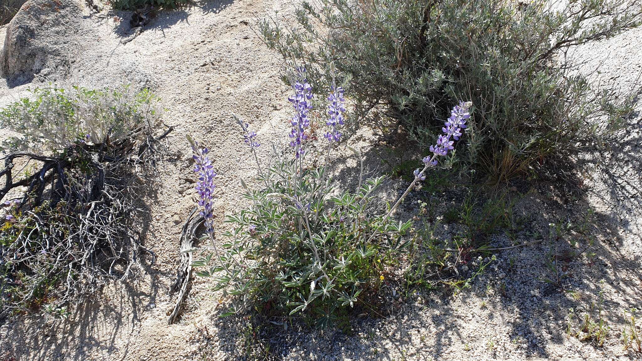 Imagem de Lupinus excubitus var. medius (Jeps.) Munz