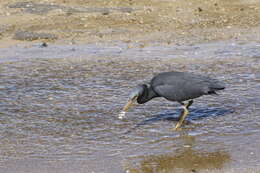 Image of Eastern Reef Egret