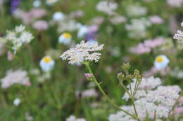 Imagem de Carum meifolium (M. Bieb.) Boiss.