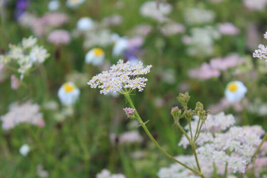 Imagem de Carum meifolium (M. Bieb.) Boiss.