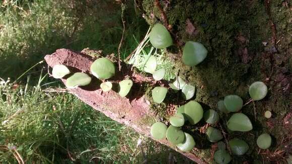 Image of leather-leaf fern