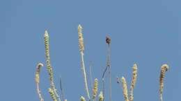 Image of Reseda aucheri Boiss.