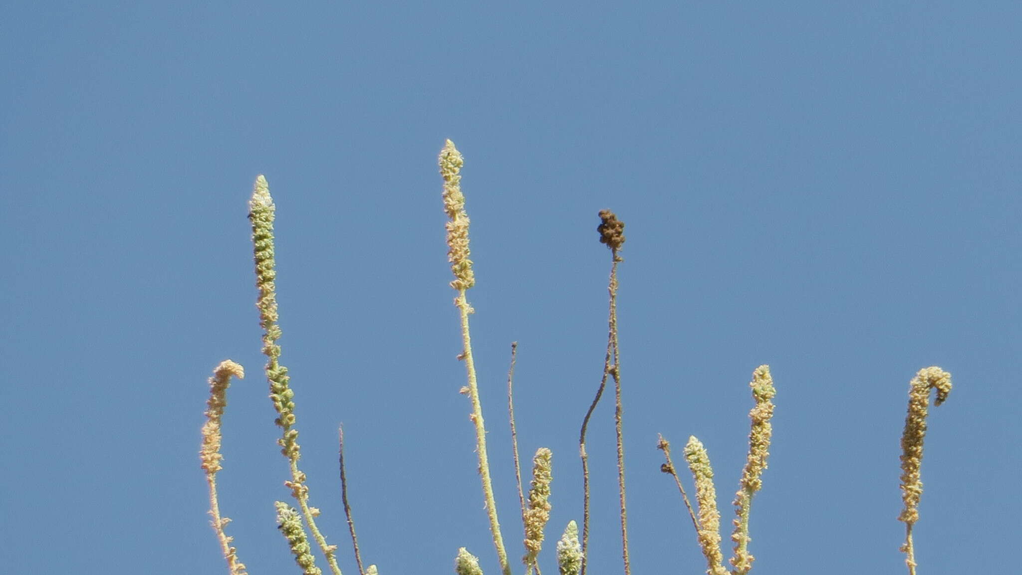 Image of Reseda aucheri Boiss.