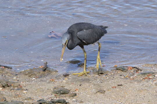 Image of Eastern Reef Egret