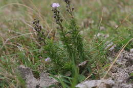 Image of Sopubia simplex (Hochst.) Hochst.