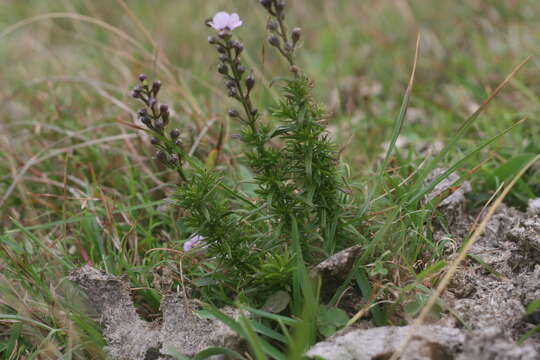 Image of Sopubia simplex (Hochst.) Hochst.