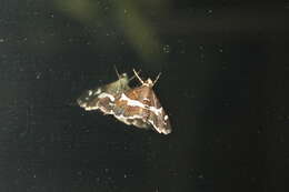 Image of Beet webworm moth