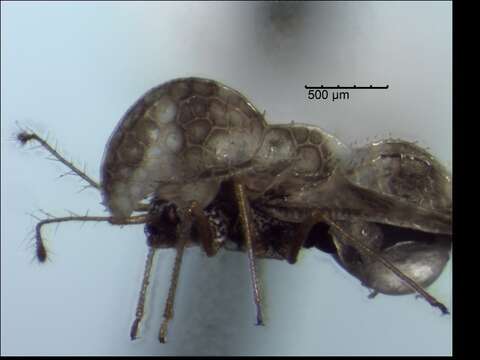 Image of Chrysanthemum Lace Bug