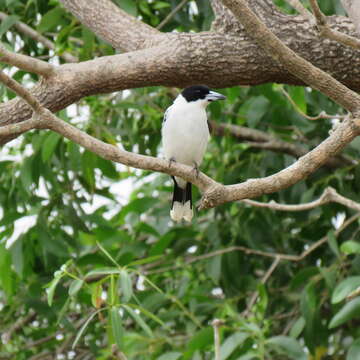 Image of Black-backed Butcherbird