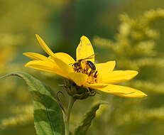 Image of Sunflower Andrena