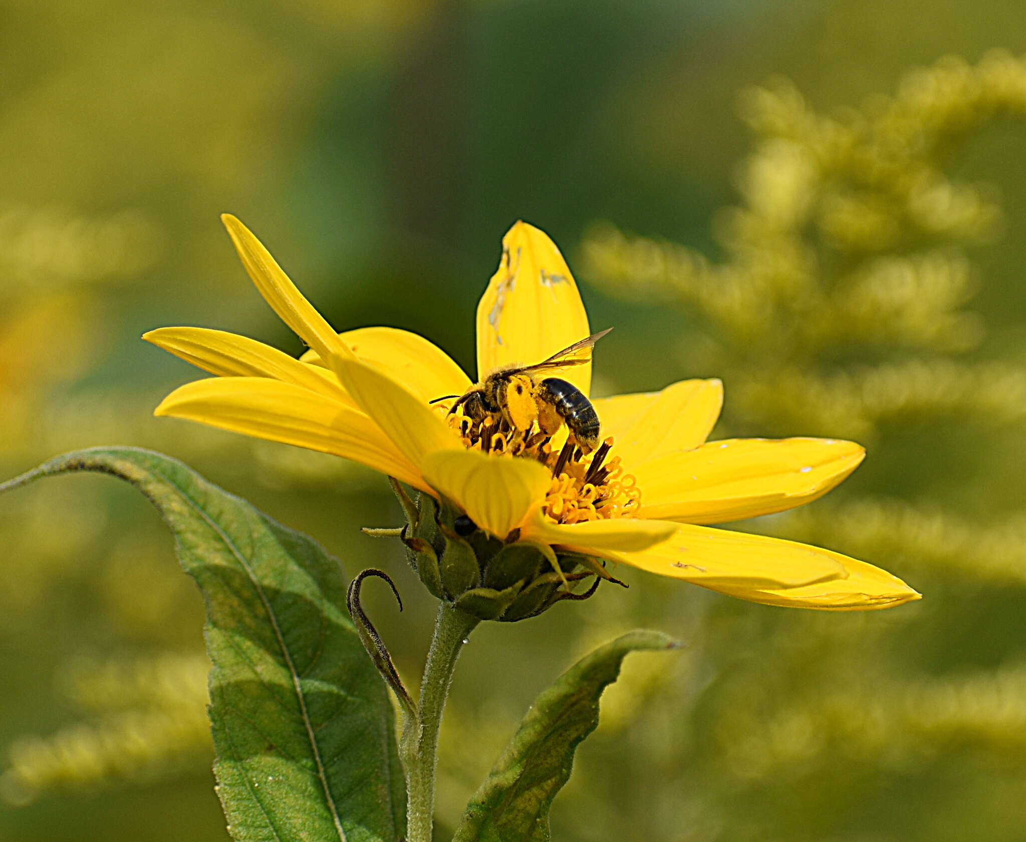 Image of Sunflower Andrena