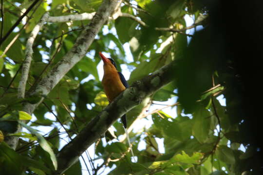 Image of Buff-breasted Paradise Kingfisher