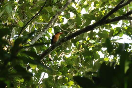 Image of Buff-breasted Paradise Kingfisher