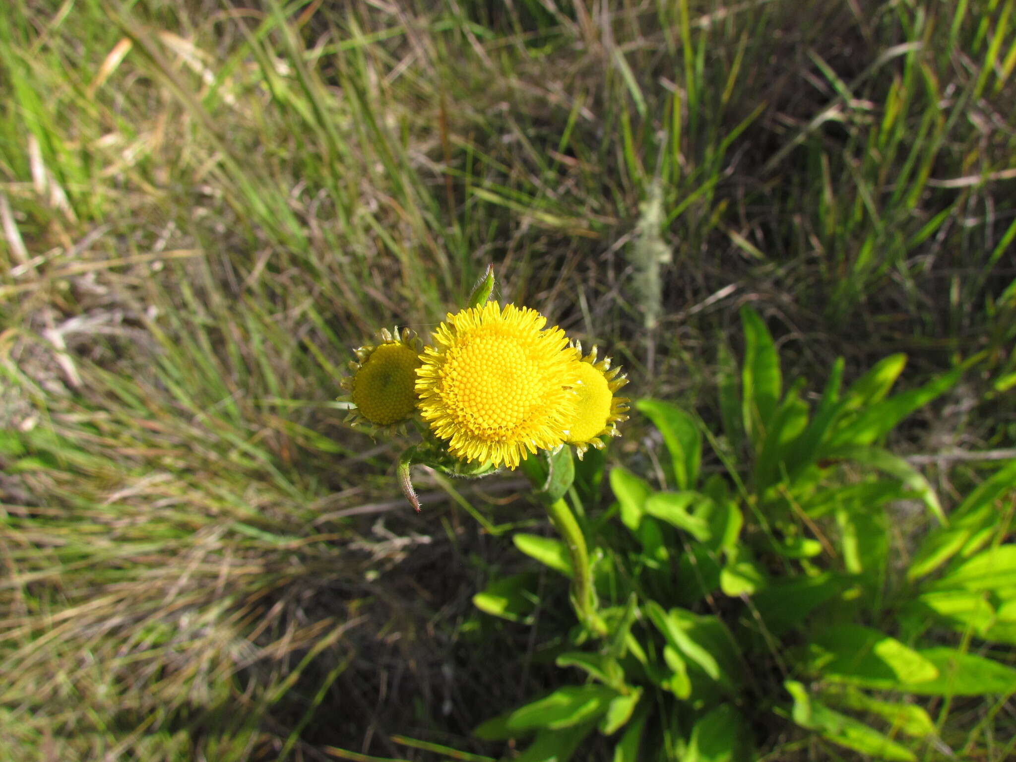 Sivun Leptostelma tweediei (Hook. & Arn.) D. J. N. Hind & G. L. Nesom kuva