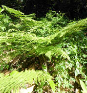 Image of Hypolepis tenuifolia (Forst.) Bernh.