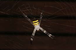 Imagem de Argiope aetherea (Walckenaer 1841)