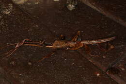 Image of giant stick insect