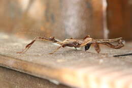 Image of giant stick insect