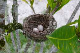 Image of Vanikoro Flycatcher