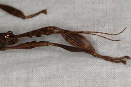 Image of giant stick insect