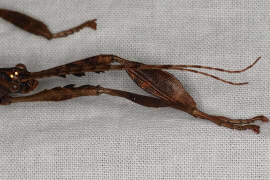 Image of giant stick insect