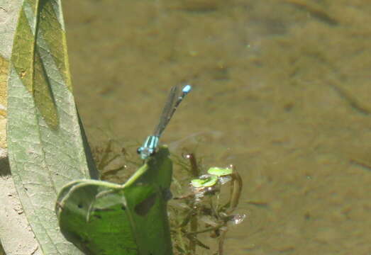 Image of Acanthagrion lancea Selys 1876