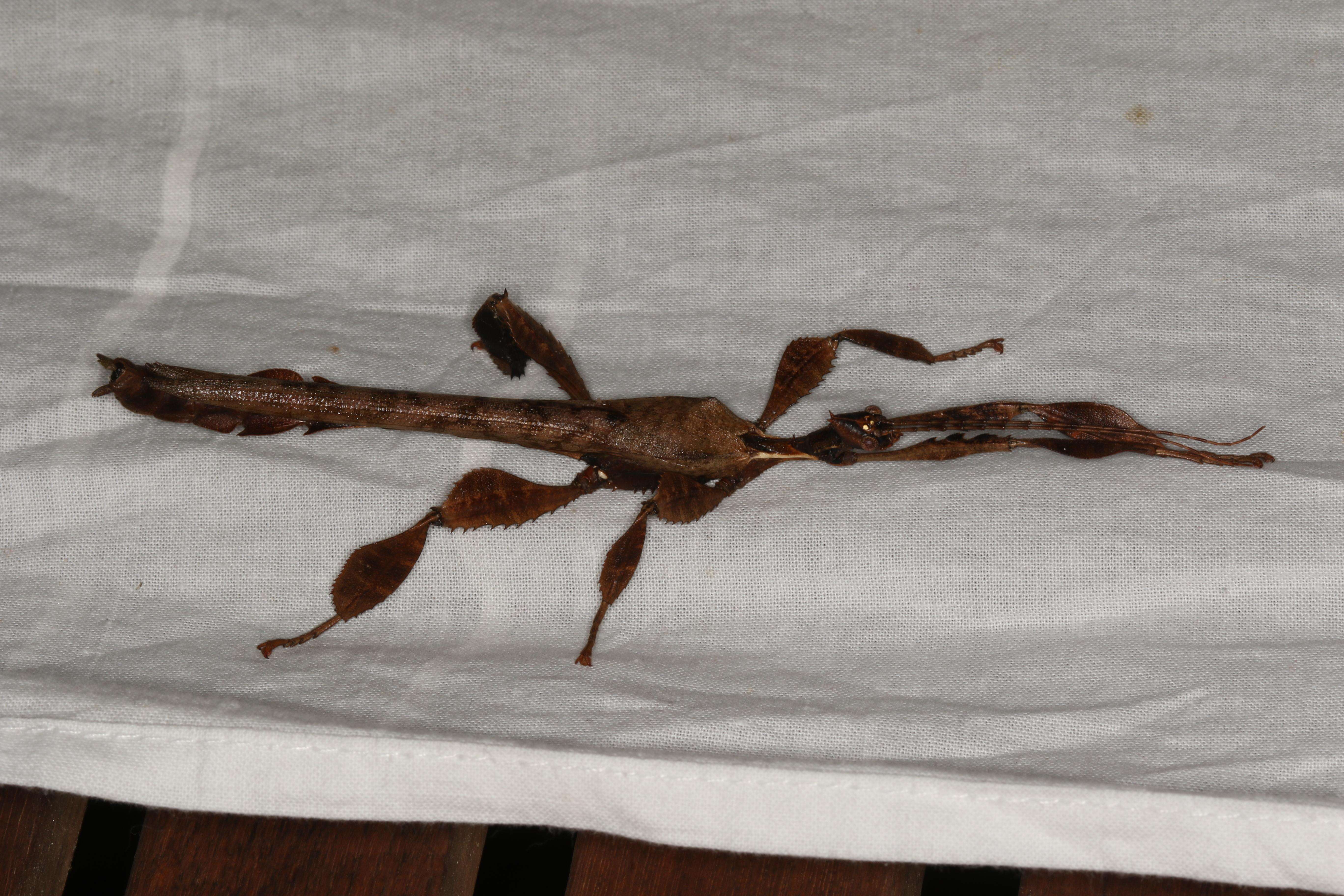 Image of giant stick insect