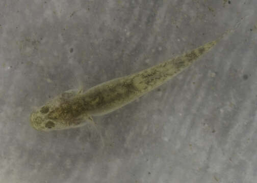 Image of Eucyclogobius