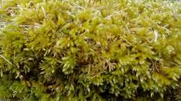 Image of silken homalothecium moss