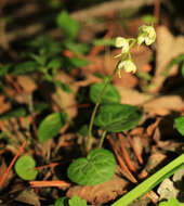 Image of Pyrola renifolia Maxim.