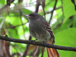 Image of Plumbeous Tyrant