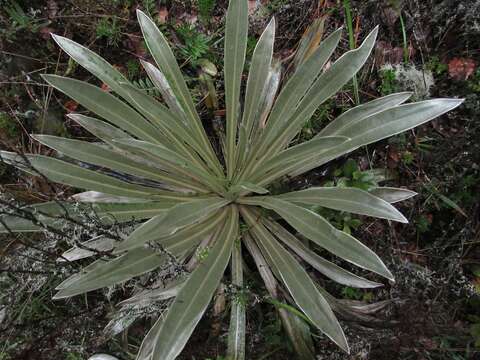 Image of Espeletia argentea Humb. & Bonpl.