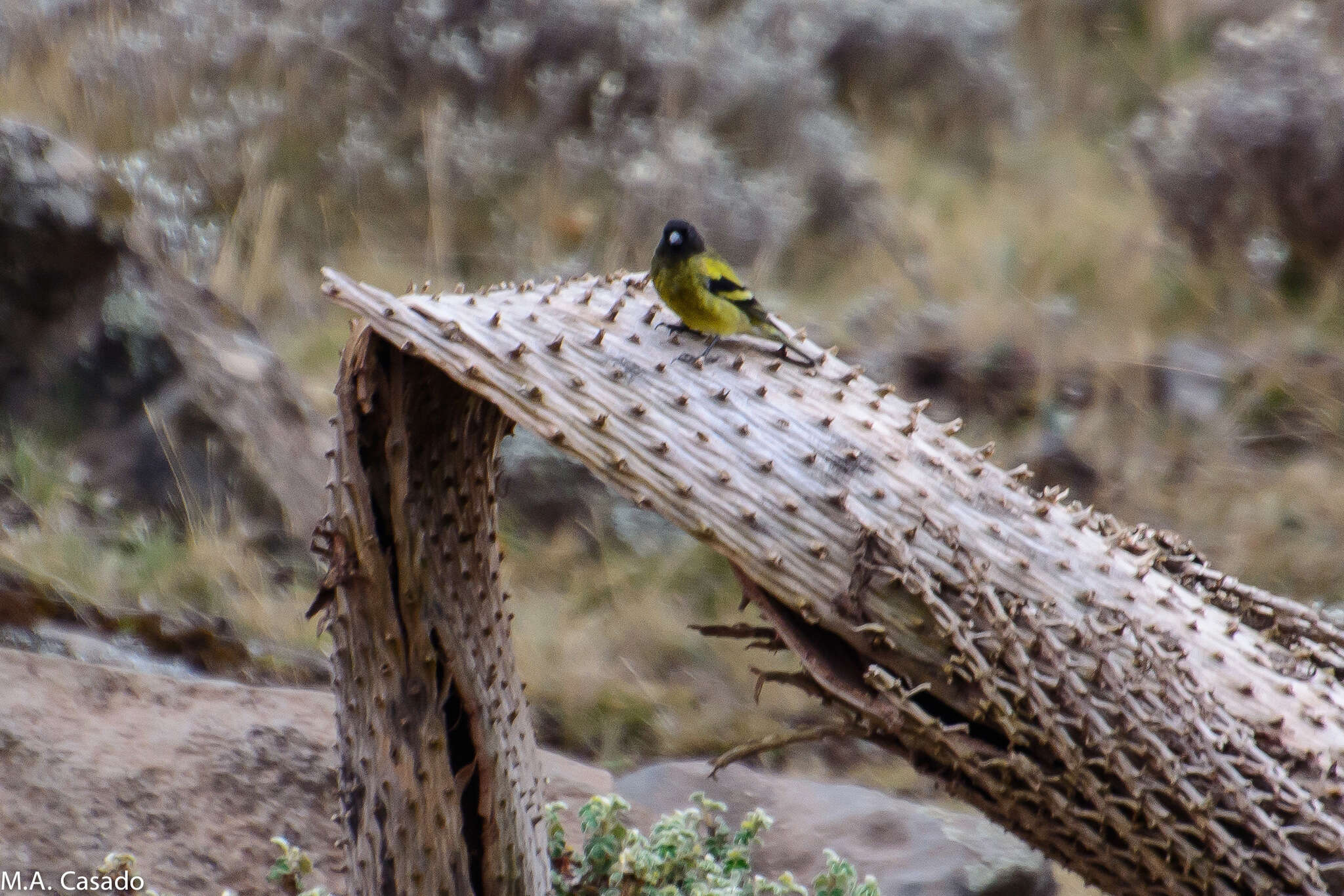 Image of Abyssinian Siskin