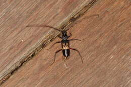 Image of Eucalyptus longhorn borer