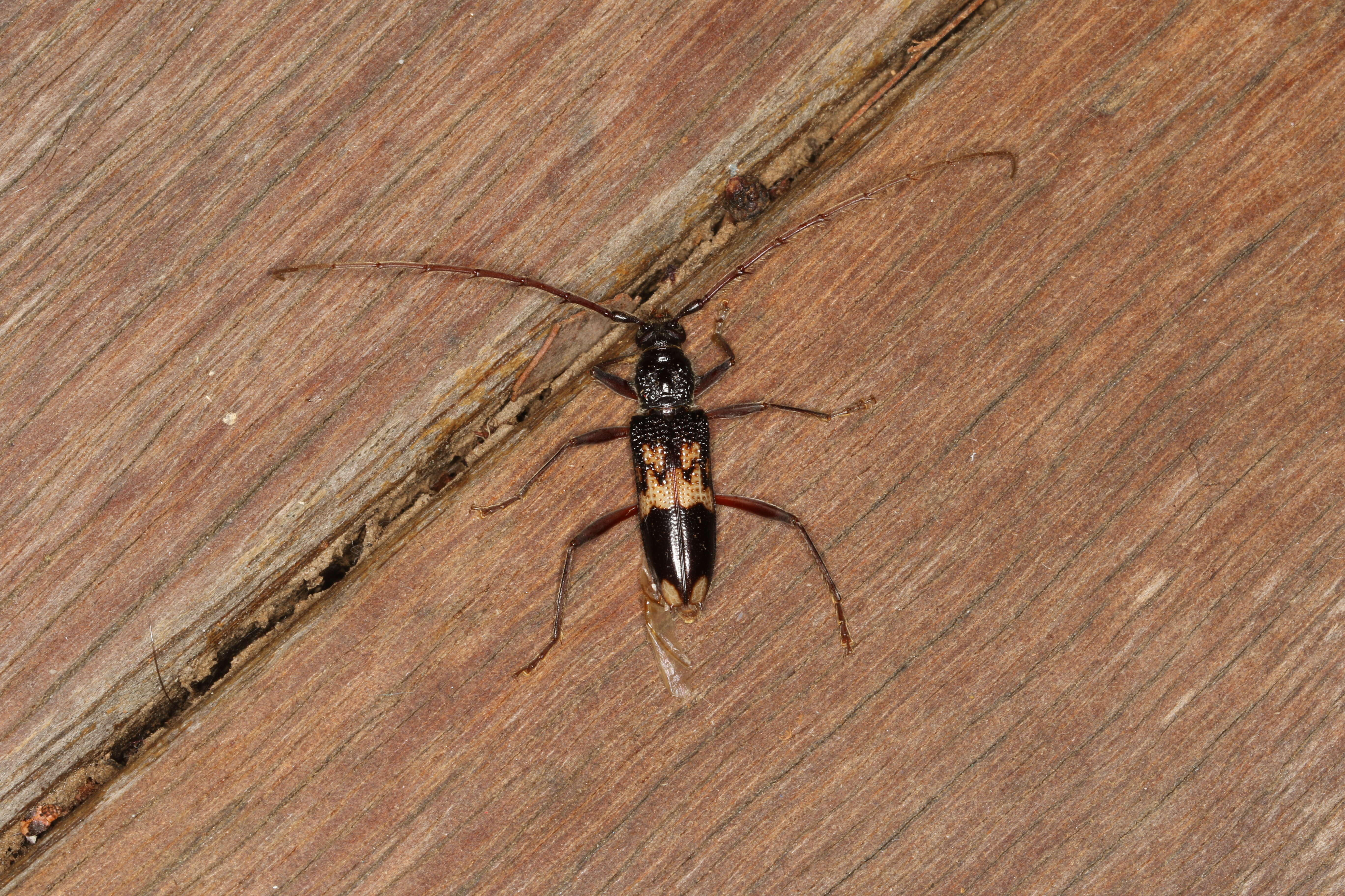 Image of Eucalyptus longhorn borer